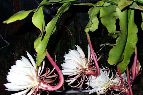 Bất ngờ loại hoa trắng ngần chỉ nở về đêm là đặc sản bổ dưỡng