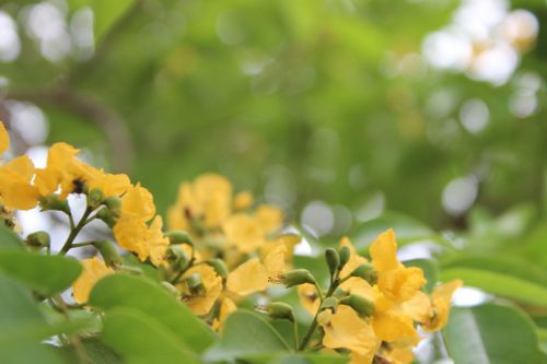 Hoa Giáng hương 'nhuộm' vàng rực rỡ đường phố Hà Tĩnh