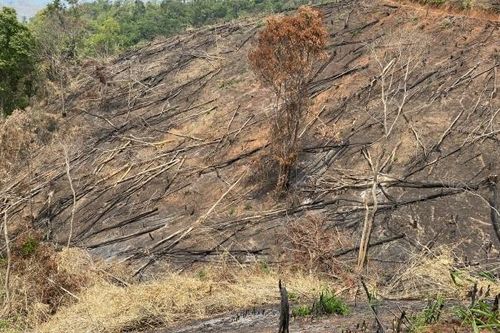 Kon Tum: Khởi tố, bắt tạm giam nhóm đối tượng phá rừng ở Đăk Hà