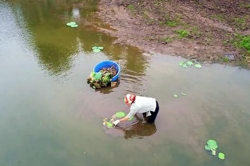 Hàng nghìn mầm sen Bách Diệp được trồng khôi phục tại Hồ Tây như thế nào?