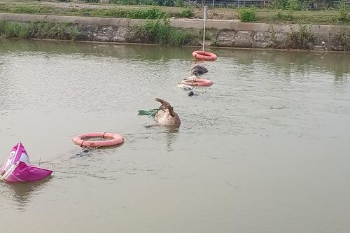 Nghệ An: Xác lợn, rác thải nổi trên kênh Đào gây ô nhiễm môi trường
