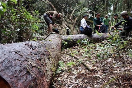 Trong một tuần, Kon Tum phát hiện 2 vụ vi phạm công tác quản lý, bảo vệ rừng
