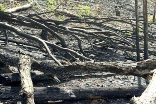 Kon Tum: Khởi tố 5 đối tượng phá rừng tại huyện Đăk Hà