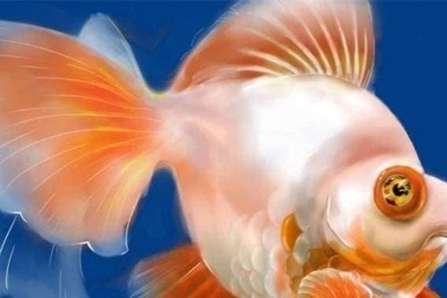 Tại sao con người ăn nhiều loại cá nhưng lại không ăn cá vàng? Cuối cùng tôi đã tìm ra nguyên nhân