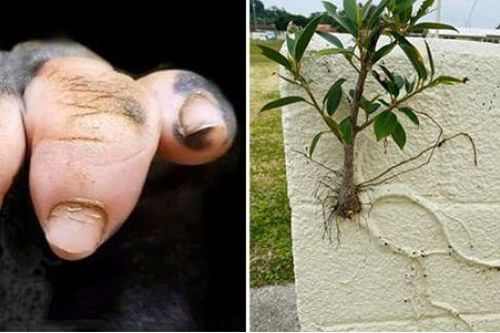 17 bức ảnh 'độc lạ' của thế giới tự nhiên khiến bạn không thể tin vào mắt mình