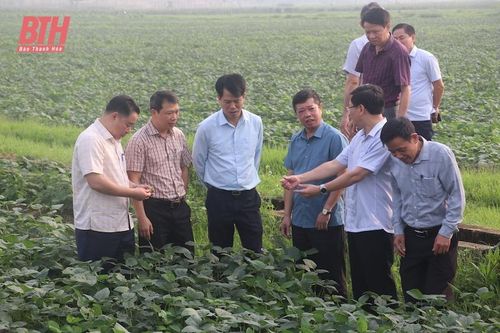 Hậu Lộc tiếp tục duy trì, nâng cao chất lượng các tiêu chí trong xây dựng NTM
