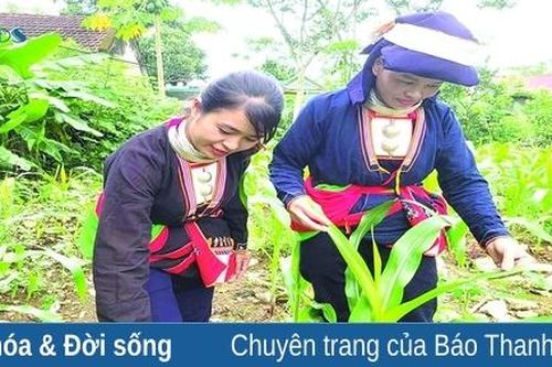 Đổi thay ở bản người Dao thôn Bình Yên