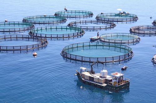 Quảng Ninh với mục tiêu trở thành trung tâm thủy sản miền Bắc