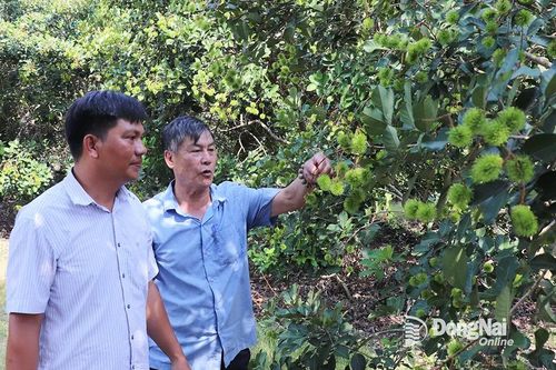 Vui như… chôm chôm ra trái sớm