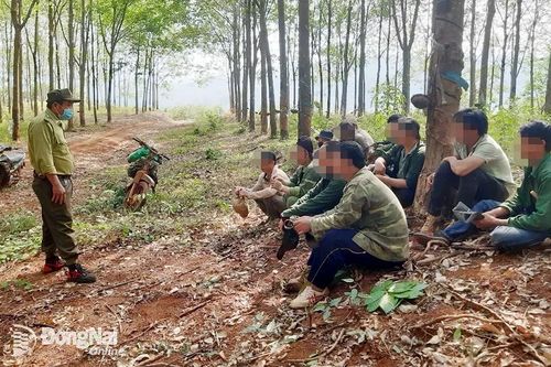 Ngăn chặn 15 vụ vi phạm liên quan đến khai thác, tàng trữ quả ươi