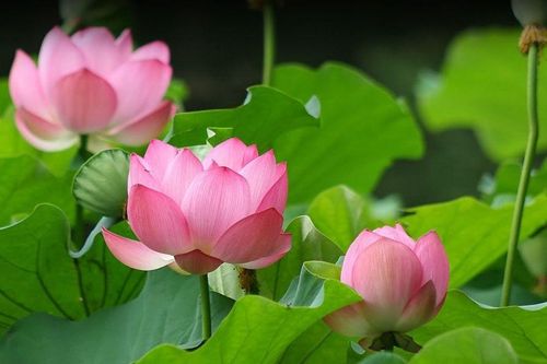 Trên tay một đóa sen hồng