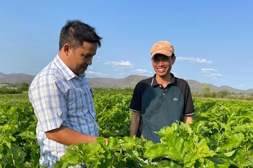 Cây dâu tằm 'bén đất' Chư Drăng