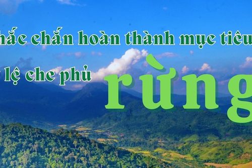 Chắc chắn hoàn thành mục tiêu tỷ lệ che phủ rừng