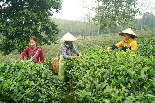 Xây dựng thương hiệu từ sản xuất chè an toàn
