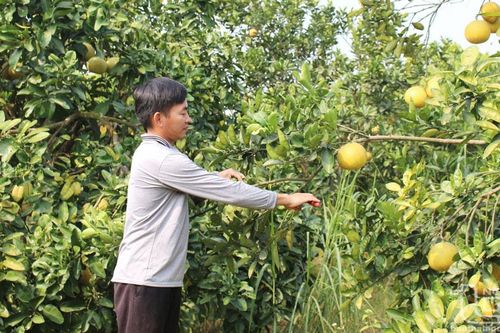 Đồng Hỷ phát triển vùng cây ăn quả chủ lực