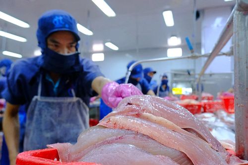 Thủy sản Nam Việt (ANV): Đã khép kín chuỗi giá trị cá tra, tham vọng lãi năm nay tăng gấp 8 lần