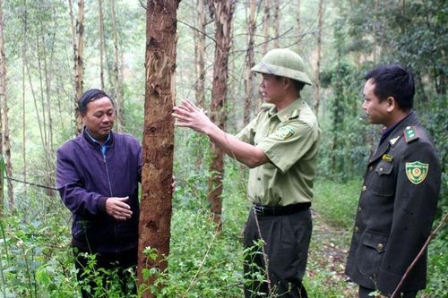 Vận động nhân dân và các thành phần kinh tế tích cực tham gia bảo vệ, phát triển rừng