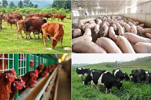 Nhiều giải pháp hạn chế ô nhiễm môi trường trong chăn nuôi