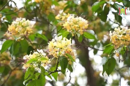 Độc đáo cây hoa bún 300 tuổi giữa lòng Thủ đô