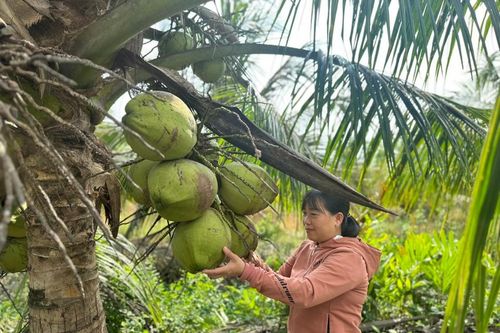Trà Vinh: lần đầu tiên tổ chức Festival 100 năm cây dừa sáp
