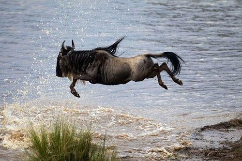 8 'vua tốc độ' trong thế giới động vật, bất ngờ vị trí của thỏ