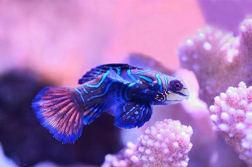 Top 7 loài động vật sặc sỡ nhất hành tinh, ngỡ ngàng số 4