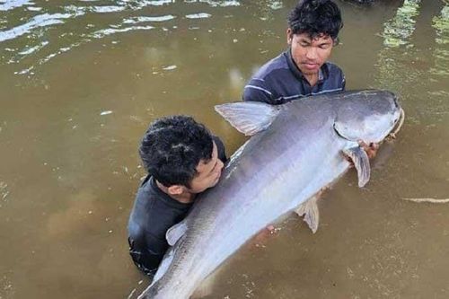 Cá vàng độc dị và loạt 'quái ngư' khủng bị con người tóm gọn