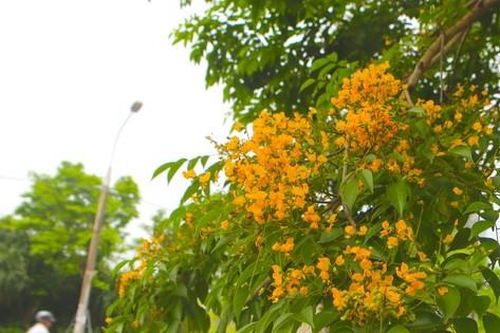 Hoa giáng hương nở vàng rực trên đường phố Hà Tĩnh