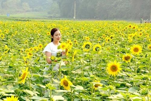Mùa hướng dương Bản Bung