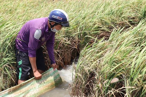 'Xé rào' xuống giống giữa hạn mặn, nông dân vừa cứu lúa vừa lo mất trắng