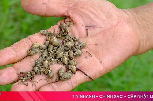 Kết luận chính thức nguyên nhân ốc hương chết hàng loạt ở Cẩm Xuyên