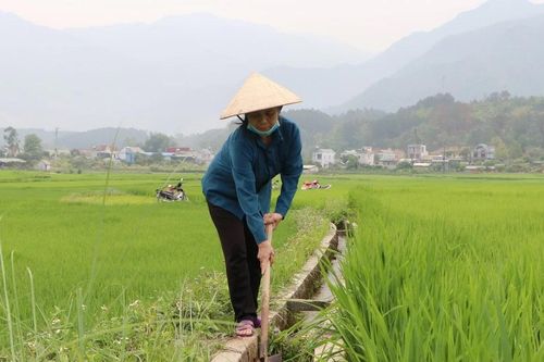 Lai Châu: Hạn hán kéo dài, nông dân căng mình bảo vệ vựa lúa Than Uyên