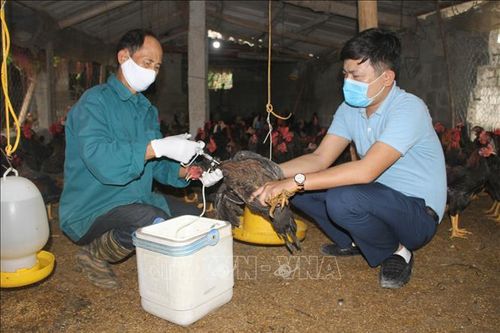 Thêm vaccine phòng bệnh truyền nhiễm ở gia cầm