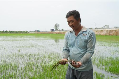 Vỡ bờ bao, hơn 16 ha lúa và hoa màu ở Đồng Tháp bị ngập sâu