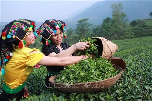Đặc sắc cuộc thi hái chè, sao chè của nông dân Lai Châu