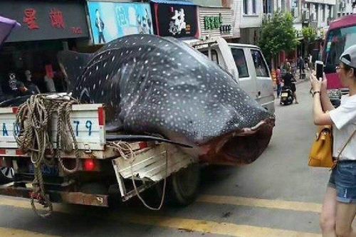 Bắt được cá khổng lồ, ngư dân chở đi bán rong khắp phố
