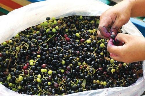 Loại quả xưa rụng đầy không ai bán, giờ thành đặc sản có hương vị lạ dân thành phố 'săn lùng', 70.000 đồng/kg