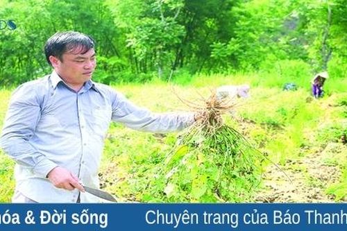 Sinh kế từ cây dược liệu ở miền núi xứ Thanh