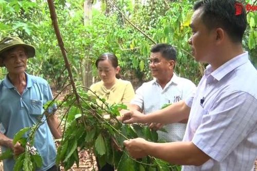 Quyết giữ vườn cà phê, lão nông thu tiền tỷ