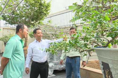 Vườn hoa nhài cổ thụ tư nhân đầu tiên ở Đồng Nai được công nhận cây di sản