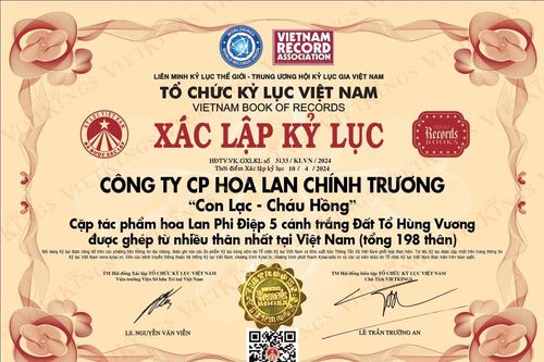 Hoa lan 5 cánh trắng 'Con Lạc - Cháu Hồng' được xác lập kỷ lục Việt Nam