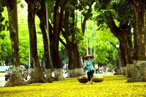 Sấu
