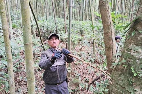 Tháo bẫy động vật hoang dã giữa rừng đại ngàn Trường Sơn