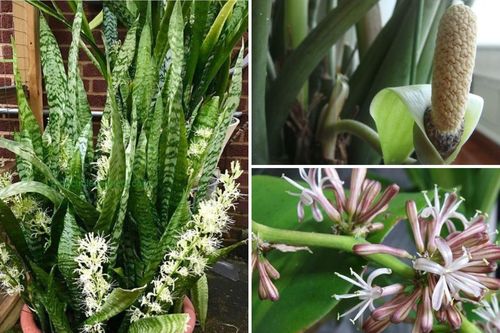 Loại cây cảnh cực hiếm khi ra hoa