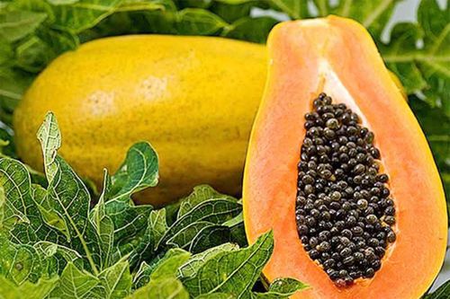 Tác dụng phòng chống bệnh ung thư của quả và lá đu đủ