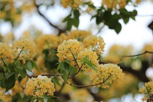 Cây hoa bún hơn 300 tuổi khoe sắc vàng rực một góc phố