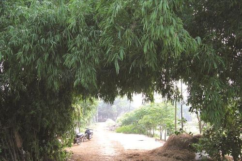 Dưới bóng của làng