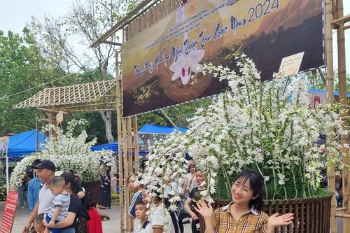 Phú Thọ: Du khách chiêm ngưỡng cặp tác phẩm hoa lan vừa xác lập kỷ lục Việt Nam