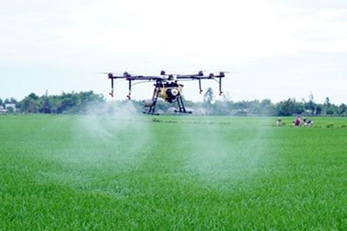 Xử lý sớm, khoanh vùng sâu bệnh trên lúa xuân