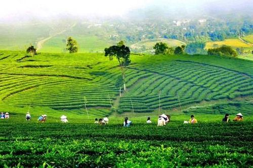 Những đồi chè xanh mướt ở Lai Châu